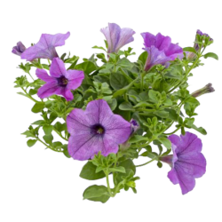 Purple Petunia
